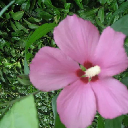 호텔 La Bussola 시티글리오